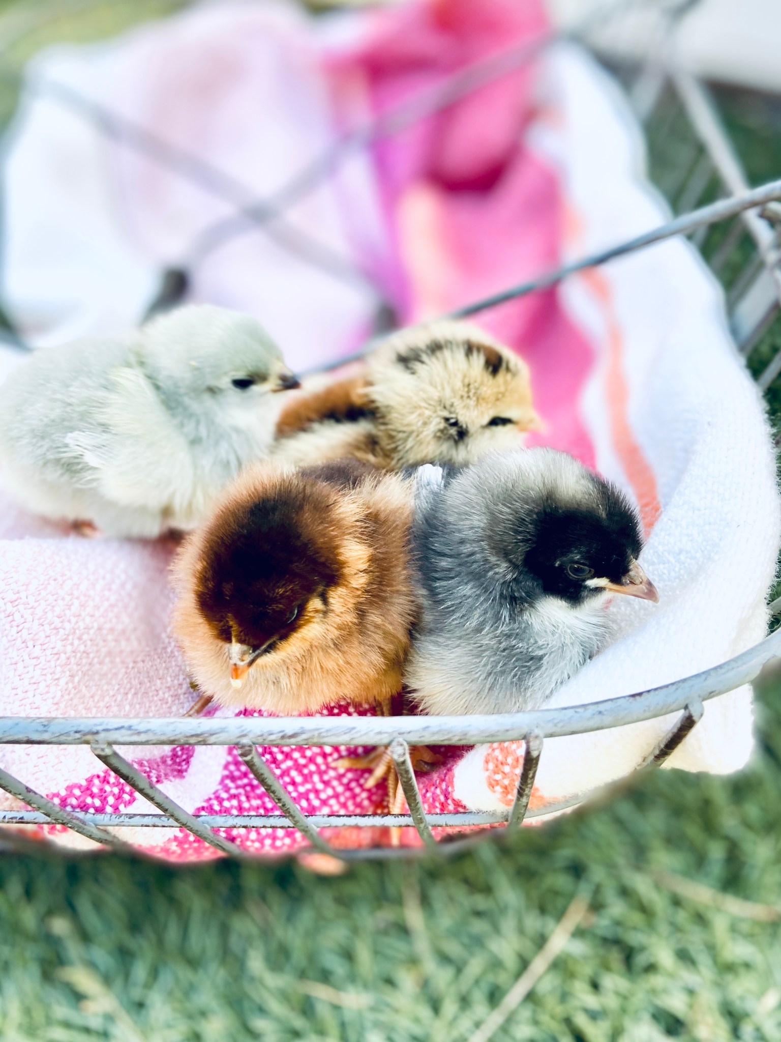 Designing your Backyard Farm + Garden – Fest Farms Handmade + Homegrown